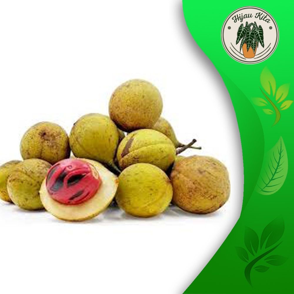 

Buah pala utuh segar varian 1kg