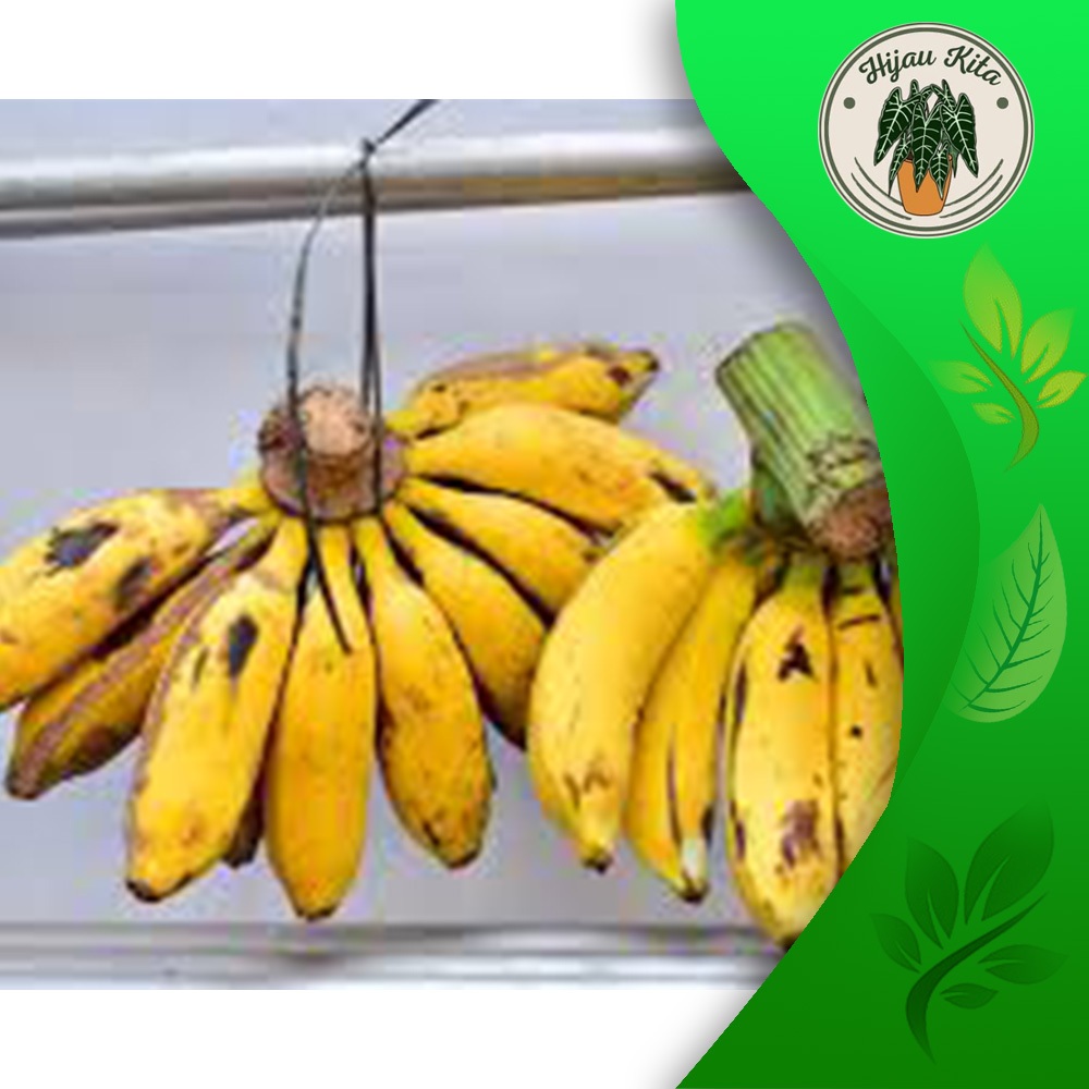 

Terbaik pisang kepok lokal/cau gebrot per 1000 gram