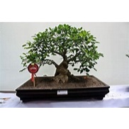 tanaman hias bonsai bunut