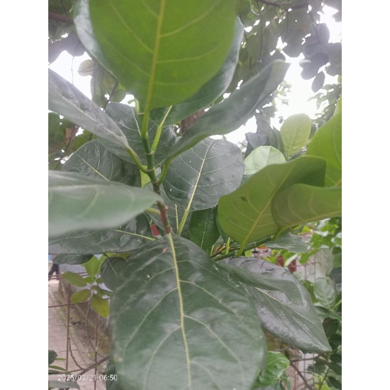 

Daun nangka segar obat herbal 100 lembar