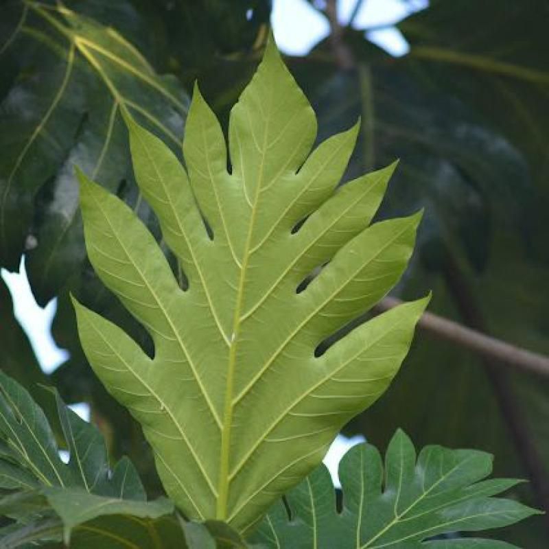 

Daun sukun segar 250gr