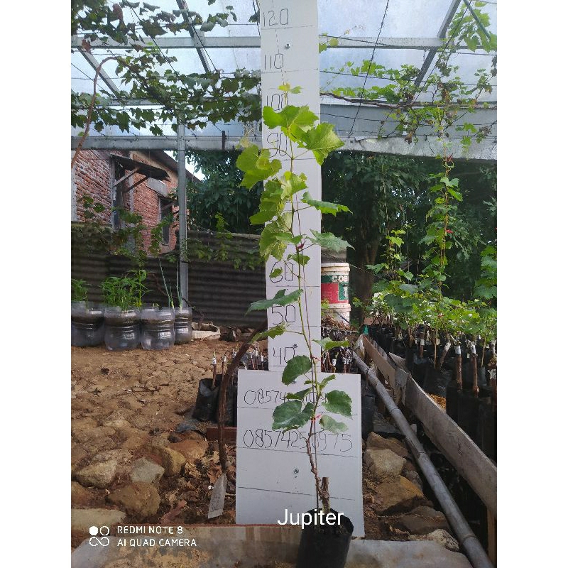 

anggur import Jupiter