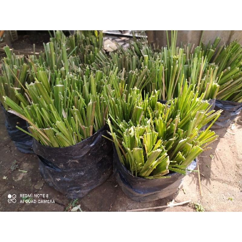 Bibit Rumput Akar Wangi