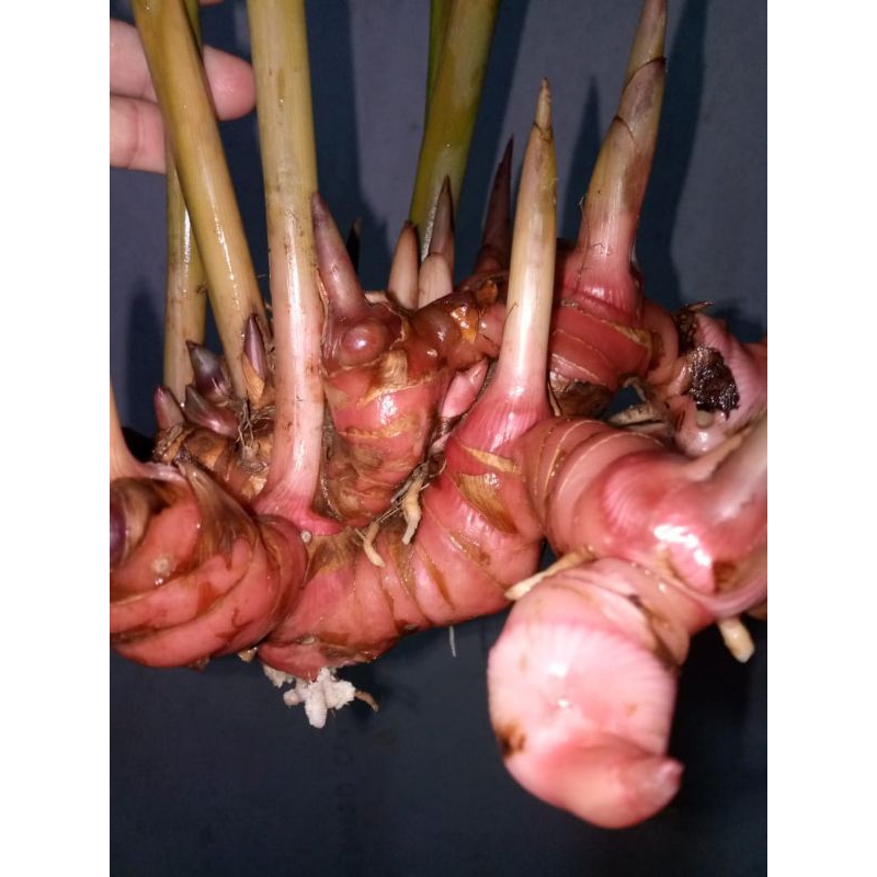 

Lengkuas muda Merah langsung petik dari Apotik Hidup