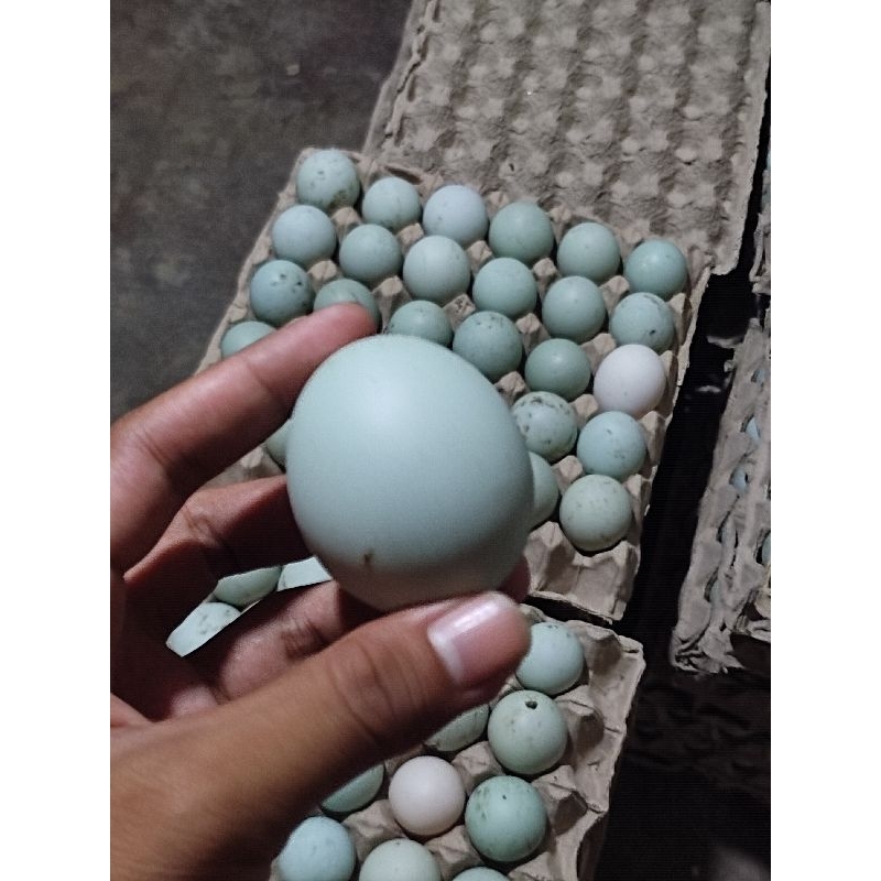 

Telur Bebek Omega (Mentah) - FRESH