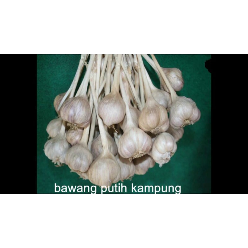 

bawang putih kampung, bumbu dapur 500g
