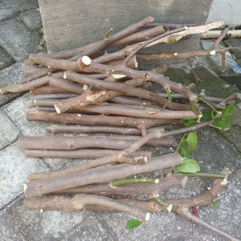 stek bibit jeruk nipis, bibit jeruk nipis, tanaman jeruk nipis.(Citrus × aurantiifolia)