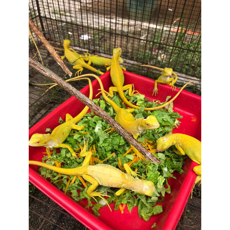 mainan iguana albino