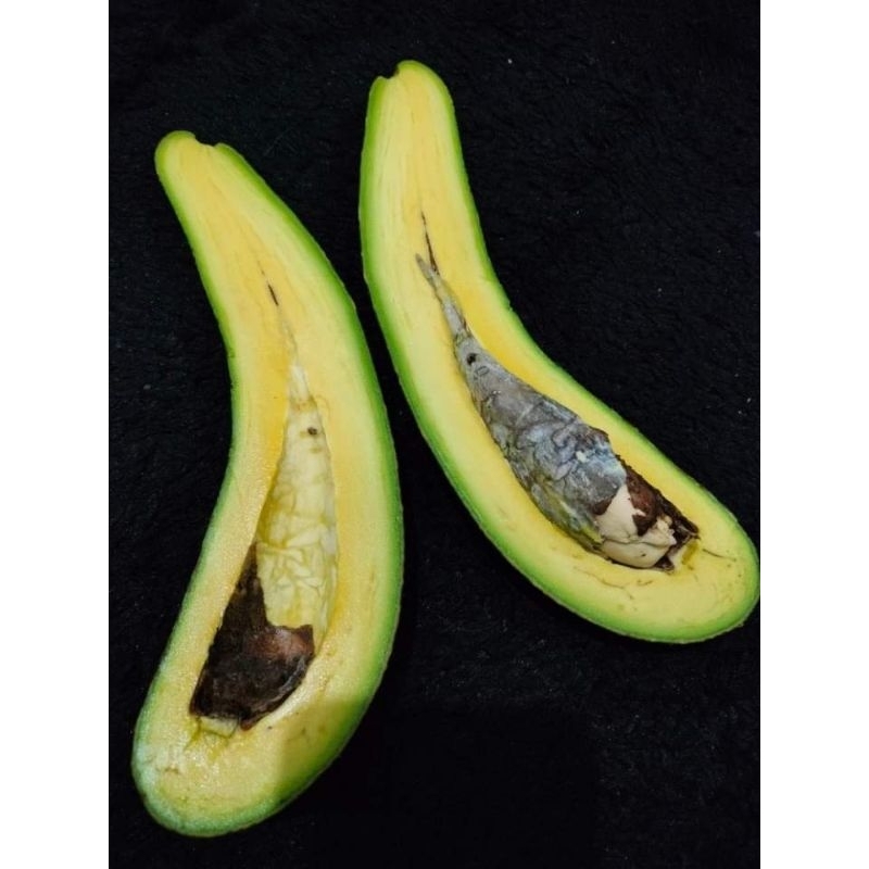 ENTRES ALPUKAT SAB034 100% VALID