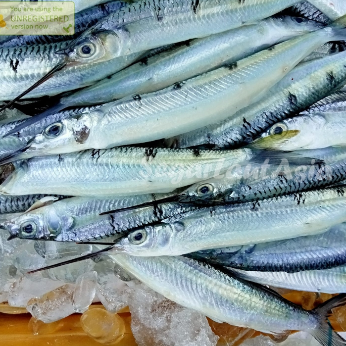 

Ikan Julung Ikan Kacang Kacang 1Kg