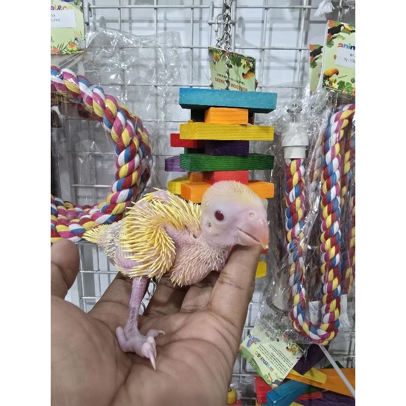 BABY BIRD INDIAN RINGNECK  LUTINO ALBINO DAN CREAMINO