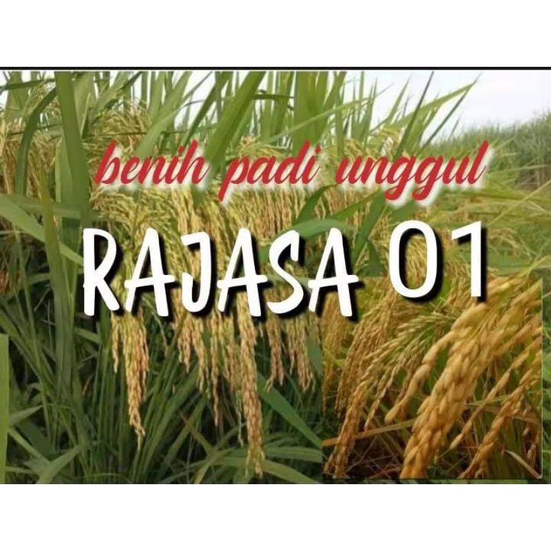 Bibit padi RAJASA-01 BERKUALITAS 1KG.