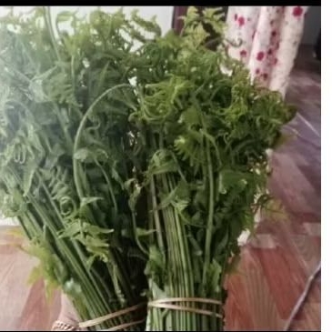 

pakis sayur segar dipetik ketika order masuk perikat
