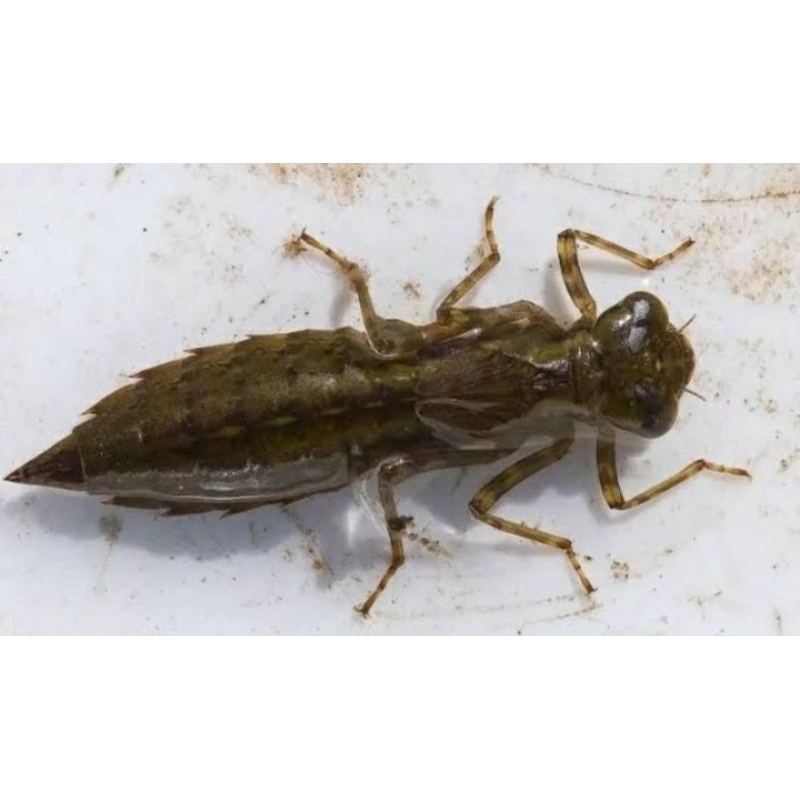 larva capung/cekutru hidup isi 60 ekor