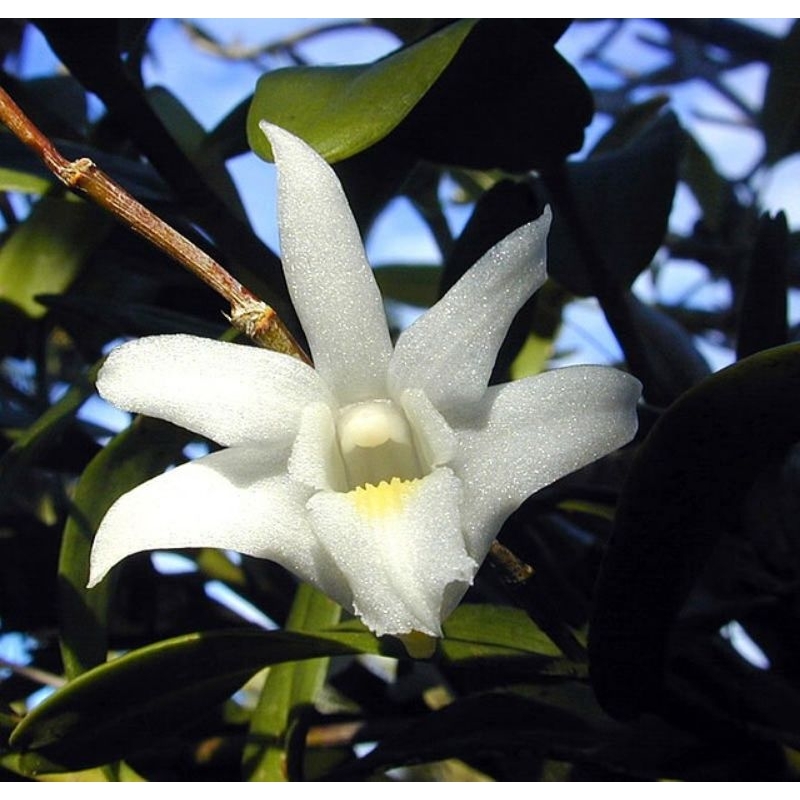 ANGGREK MERPATI SIAP BERBUNGA, BIBIT ANGGREK, ANGGREK HUTAN, ANGGREK SPESIES.