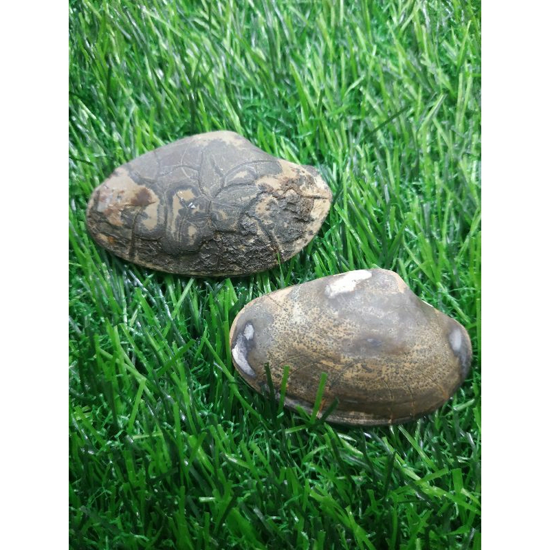 kijing buntet asli alam