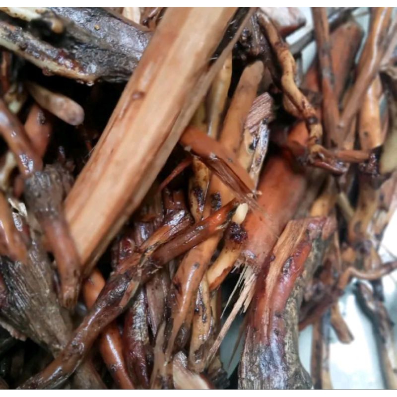 

AKAR JAMBE / AKAR PINANG AKAR GERBAL ALAMI