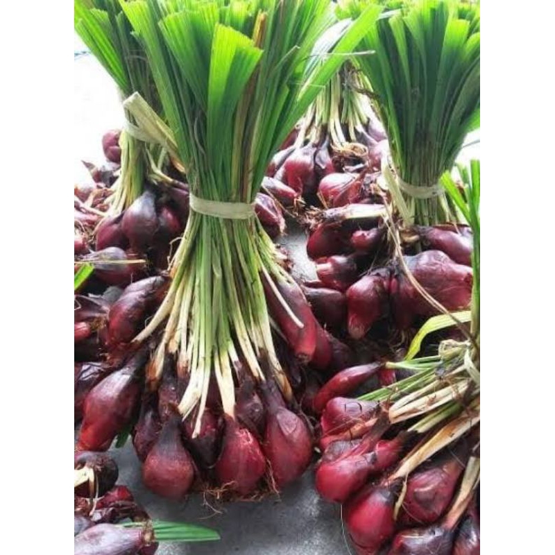 

Bawang Dayak Organik