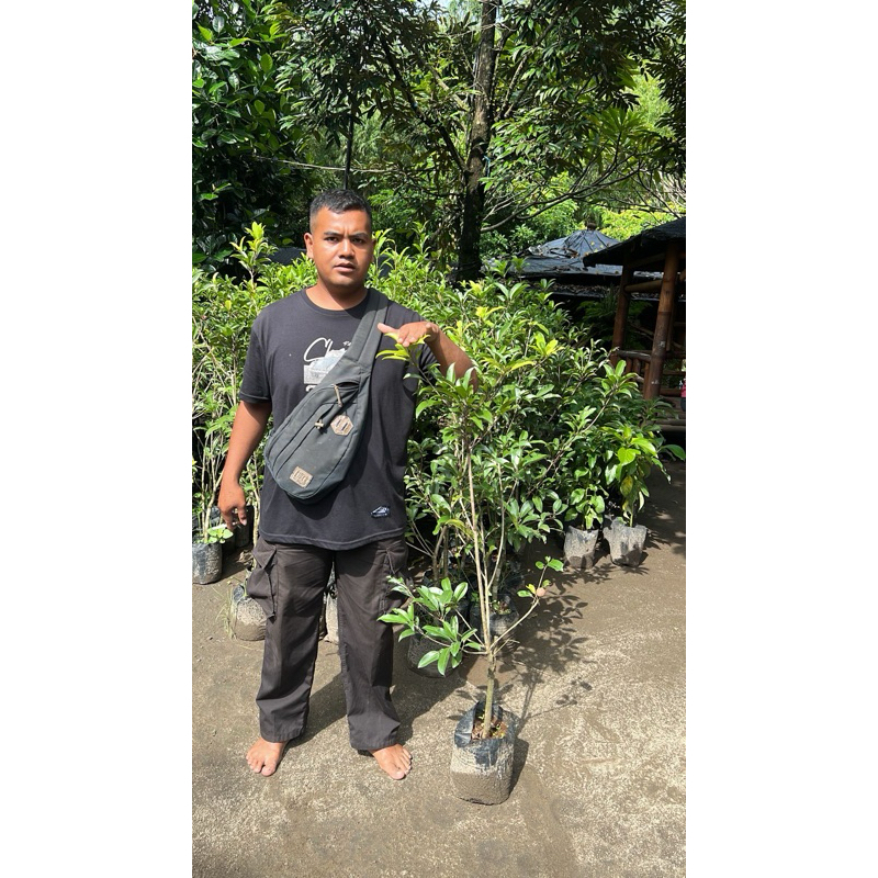 Bibit Sawo Jumbo Desa Wisata Jambu Kediri