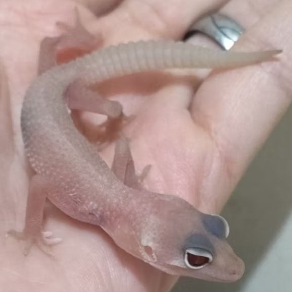 Custom Order Gecko Blizzard ( BLZ 25-2 )