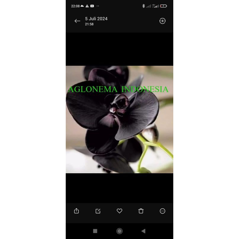 bibit Anggrek dendrobium Hitam papua