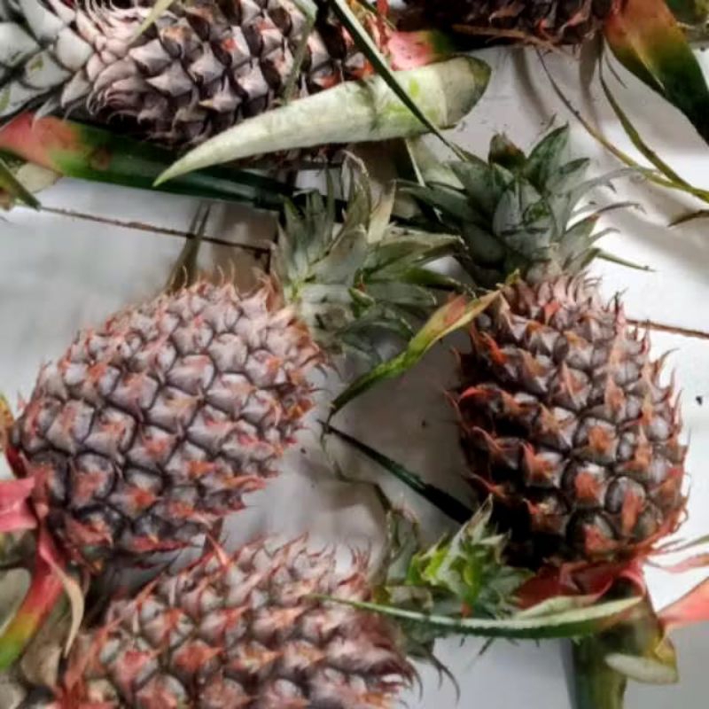 

Ready nanas muda pelancar haid nanas herbal