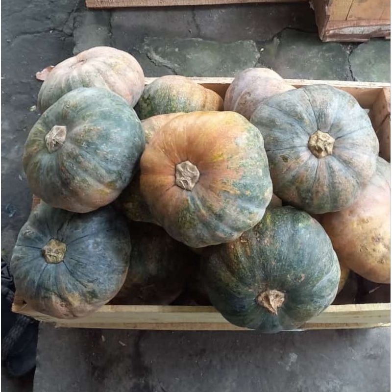 

1 PCS LABU WALUH KETAN SEGAR