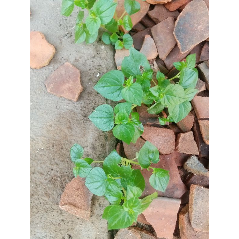 

Daun sirih cina segar 200gr