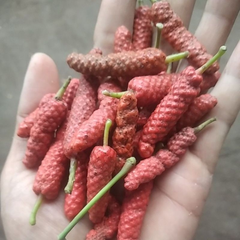 

cabe tandan lombok