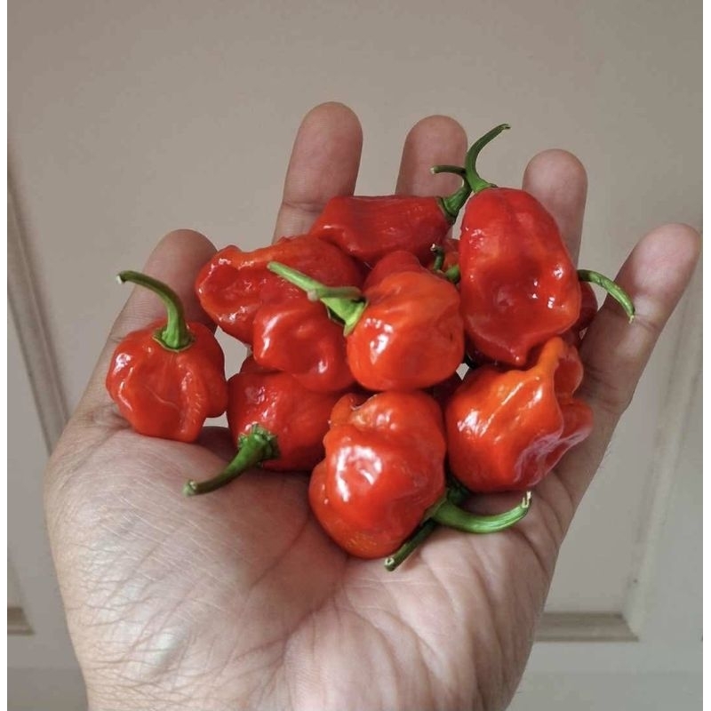 Cabe Habanero