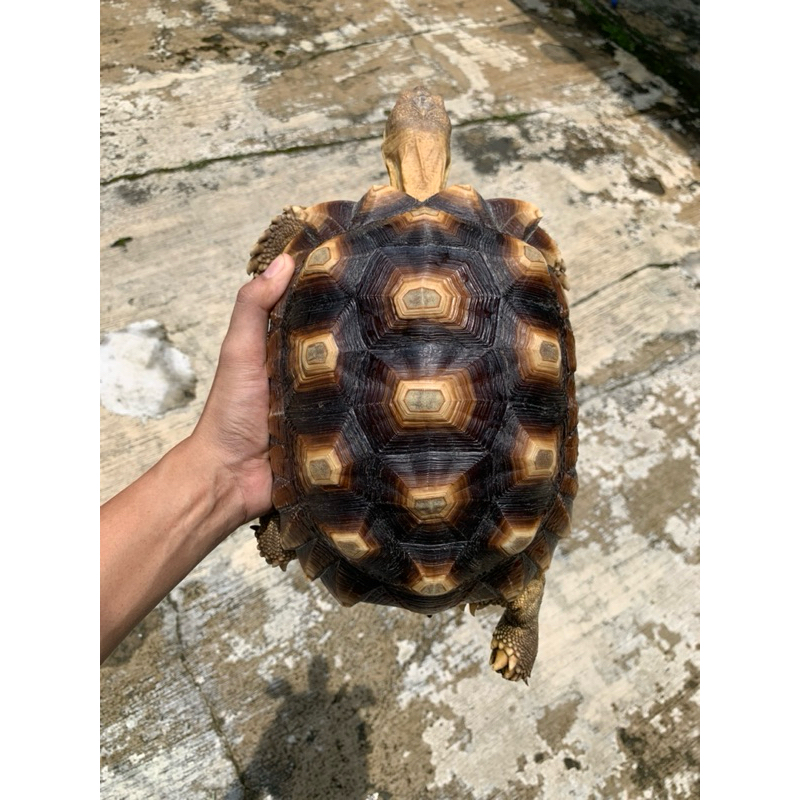 sulcata 30cmcakep