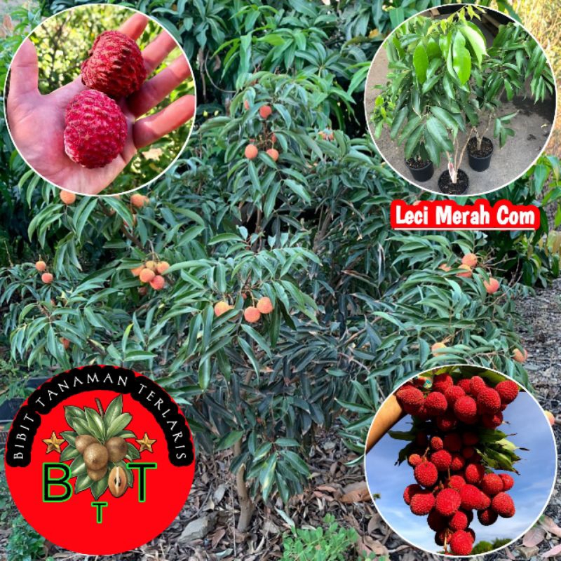 BIBIT TANAMAN BUAH LECI MERAH CANGKOK ASLI SUPER UNGGUL CEPAT BERBUAH TANAMAN LECI KOM SUPER GENJAH 