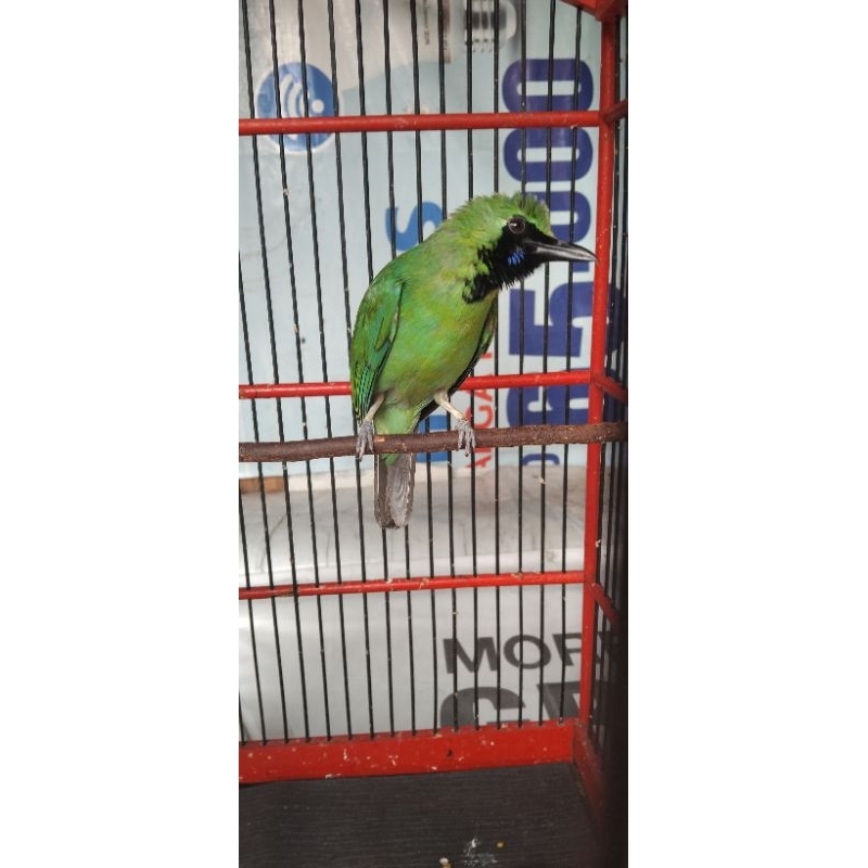 Burung cucak ijo prestasi