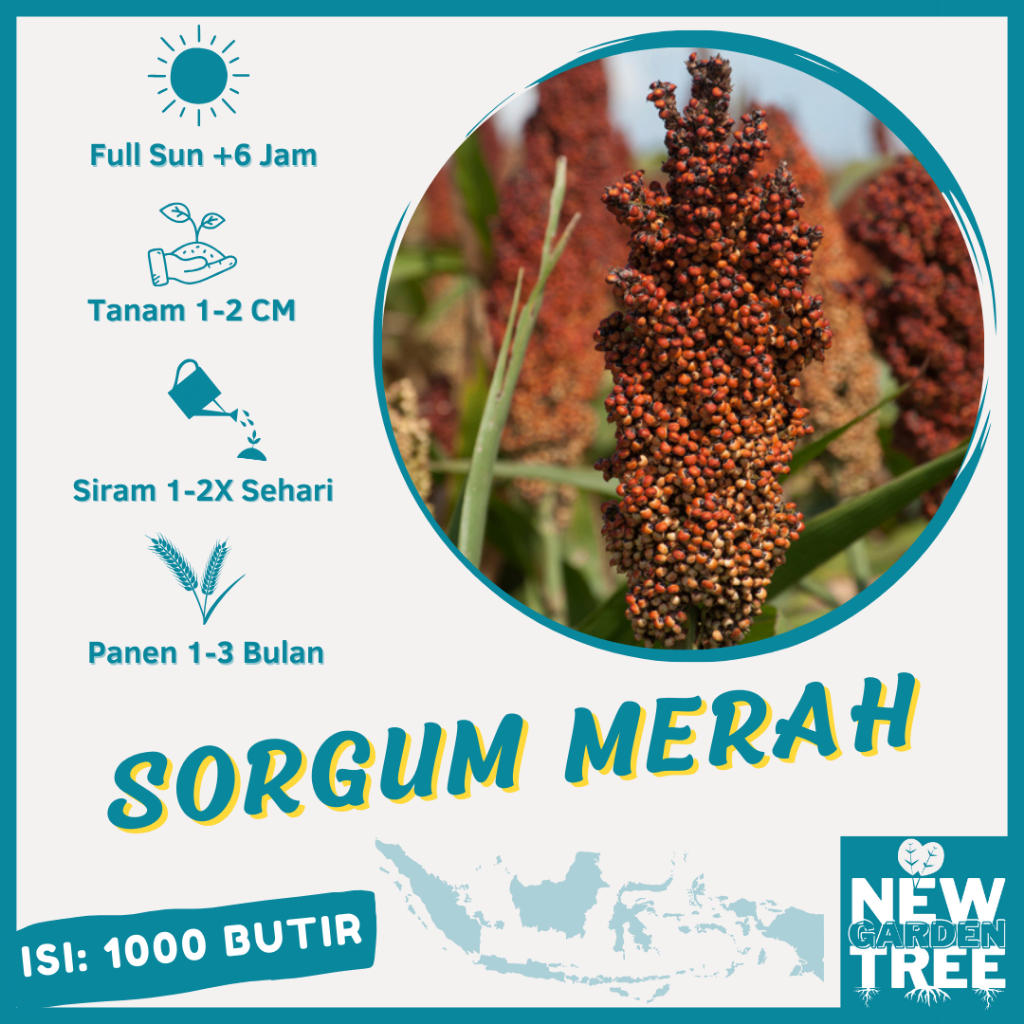 BENIH UNGGUL: 1.000 BENIH SORGUM MERAH KETAN KUALITAS UNGGUL