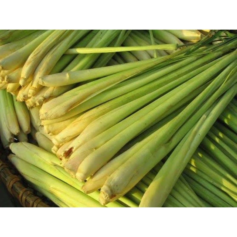 

Serai Sereh Wangi Segar 1kg/Serai Fresh/Sere