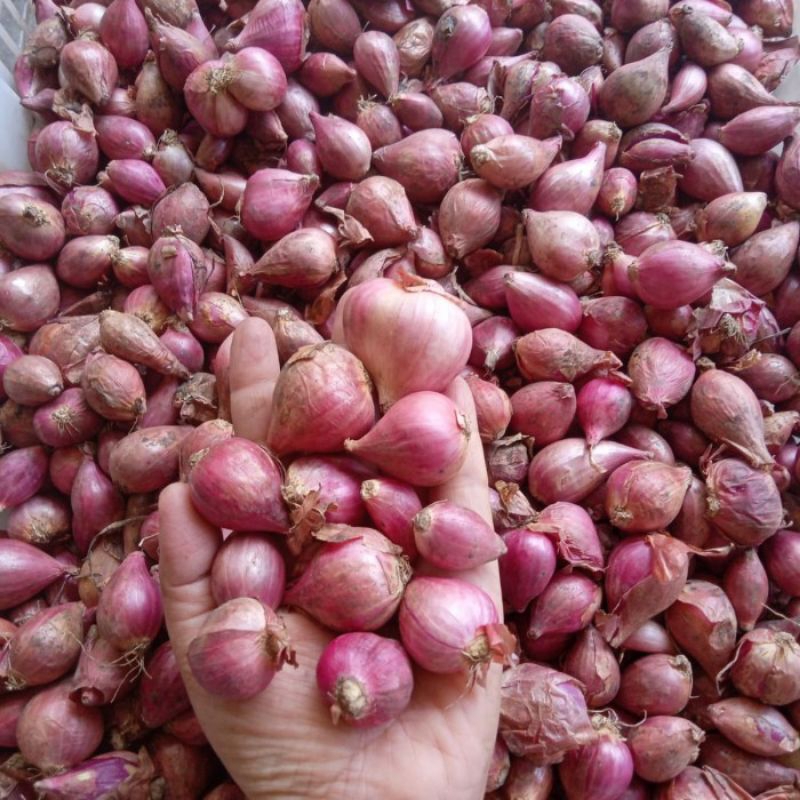 

Paket Bawang Merah/ Brambang Ukuran 5KG