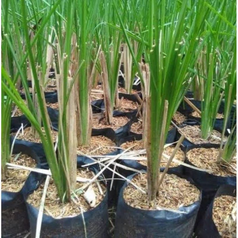 Tanaman Akar Wangi - Bibit Tanaman Akar Wangi