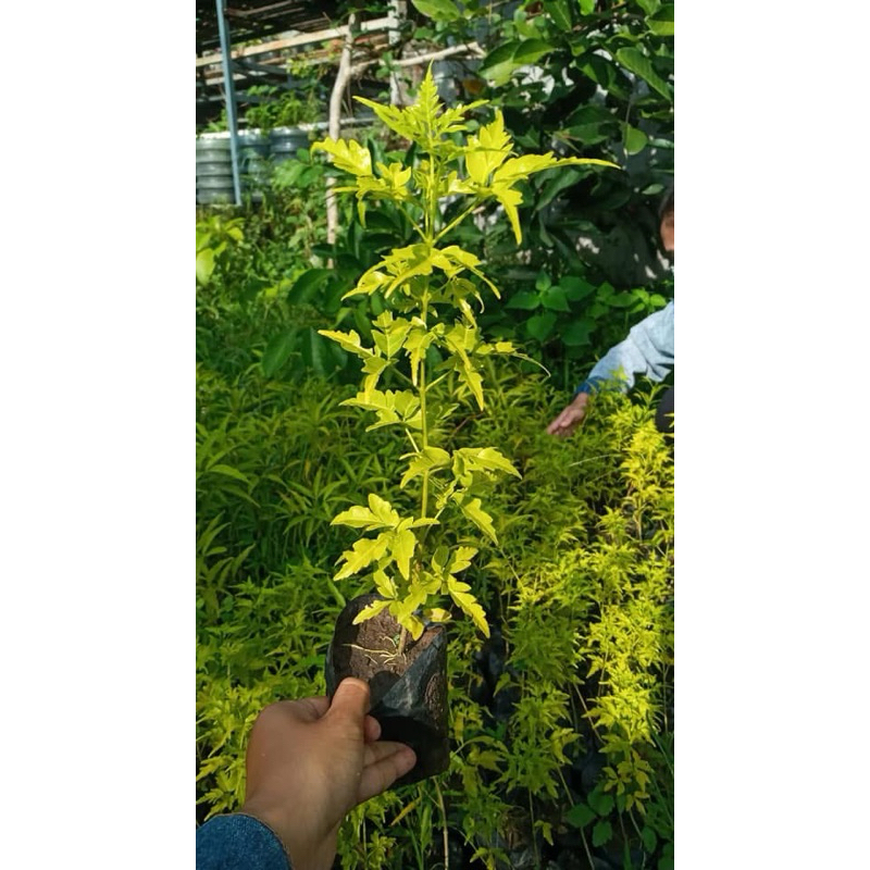 Bibit kayu cendana / kyu cendana bali