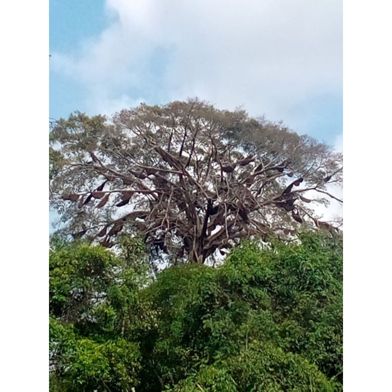 

MADU MURNI HUTAN RIAU-SUGIANTO MADU-DI JAMIN KEMURNIAN NYA