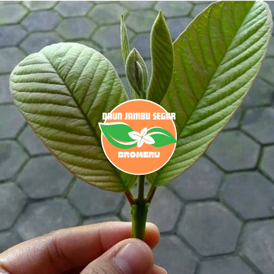 

Daun Jambu Biji Segar Untuk Pengobatan