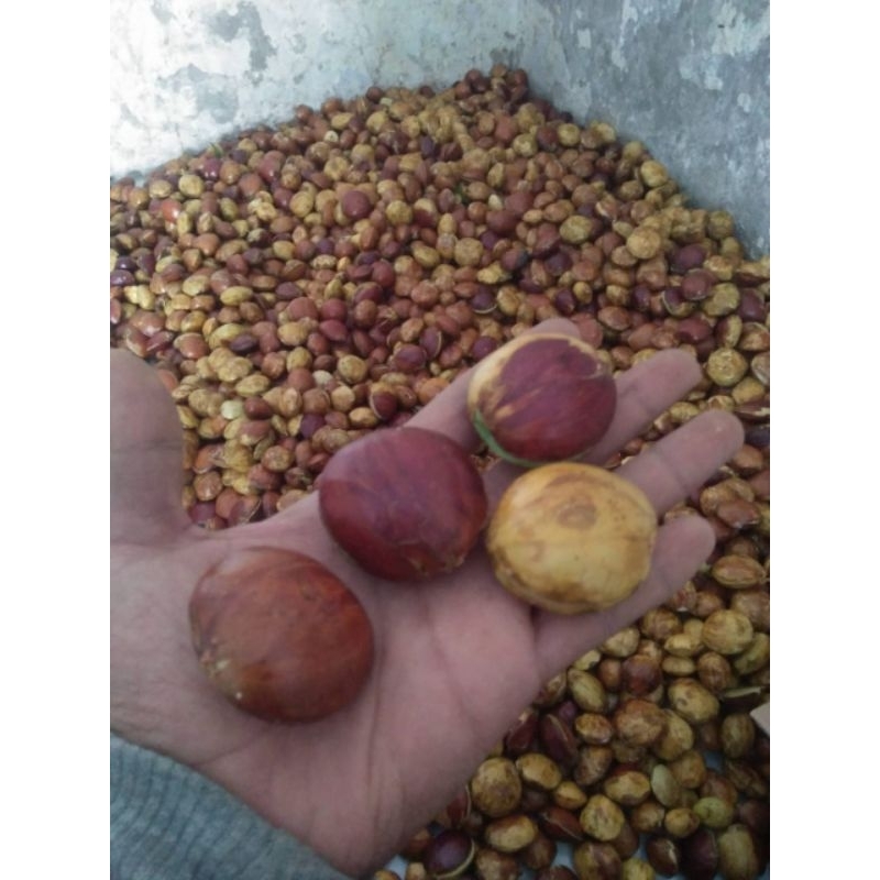

jengkol Fress 500 gram