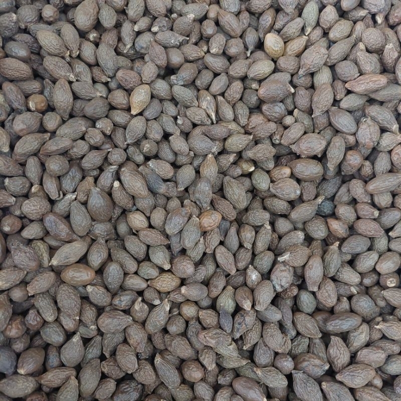 100gr Buah Kembang Semangkok / Buah Tempayang / Beng Ta Hai