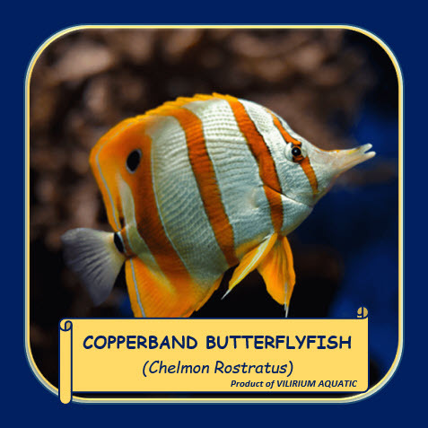 IKAN HIAS AIR LAUT - KEPE KEPE MONYONG B / KEPE KEPE LURIK TEMBAGA / COPPERBAND BUTTERFLYFISH