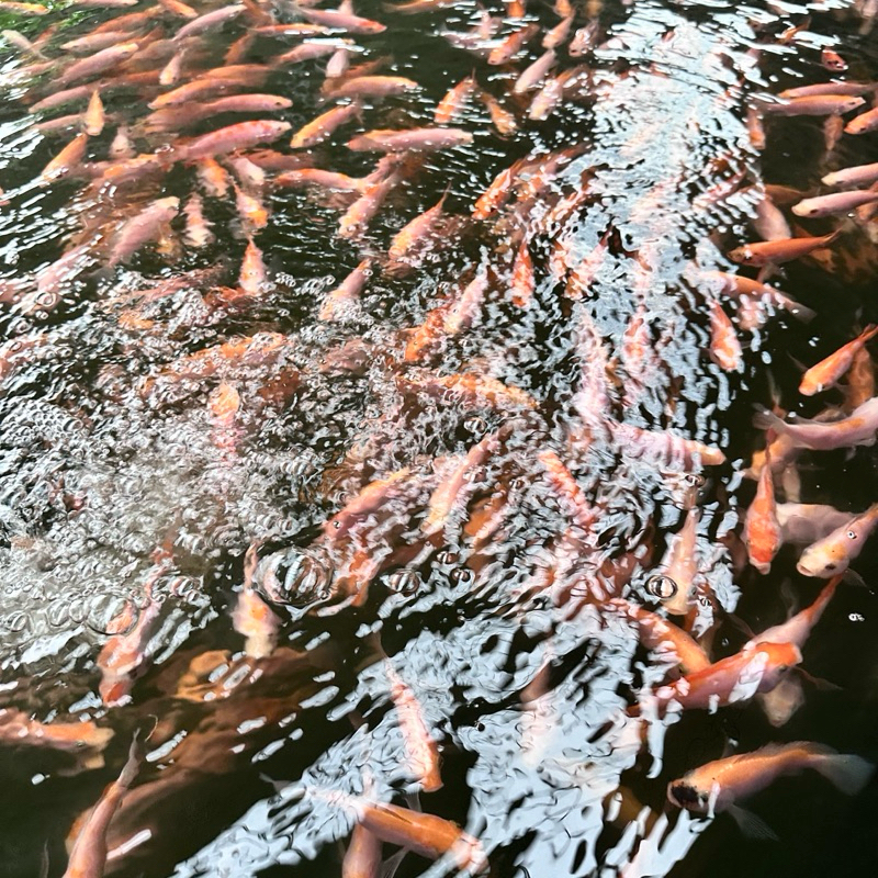 Bibit Ikan Nila Merah Bangkok Grade 1 Paket 100 rb Uk 2 - 3 Jari Full