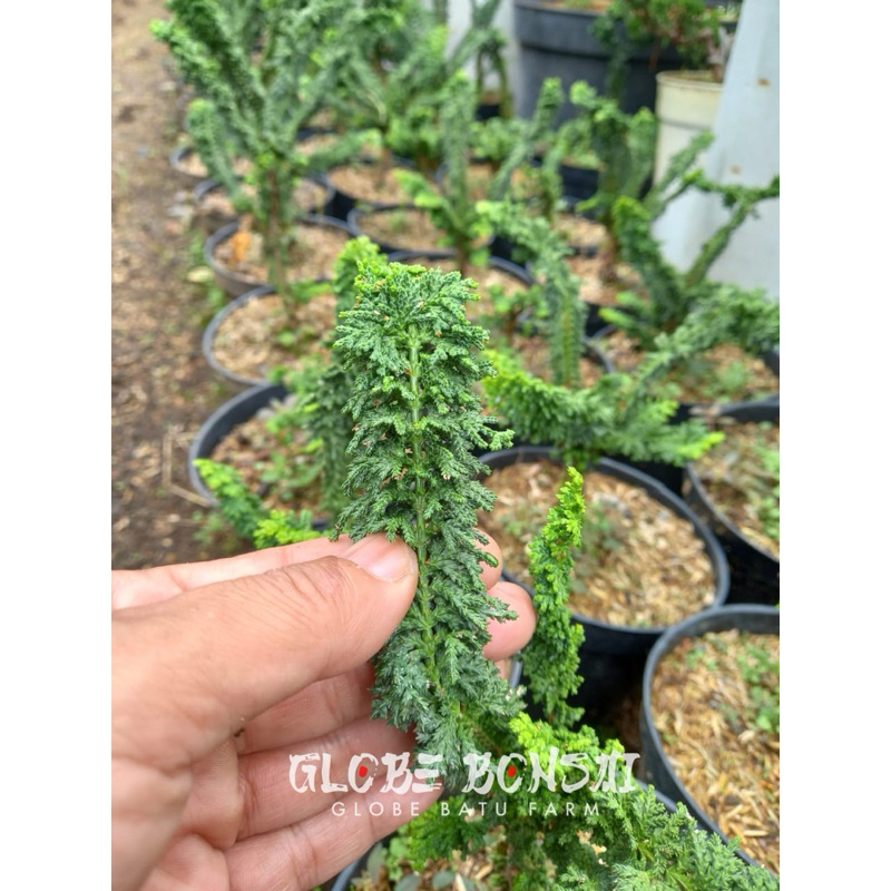 Cemara Sekka Hinoki - Bahan bonsai premium