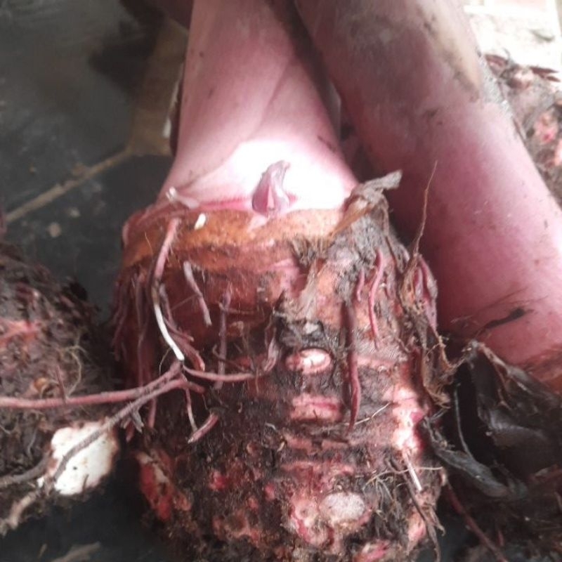 

talas bogor 1kg