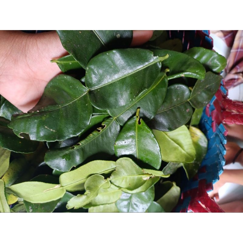 

DAUN JERUK SEGAR DAN WANGI