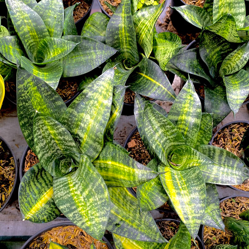 sansivera sibert varigata