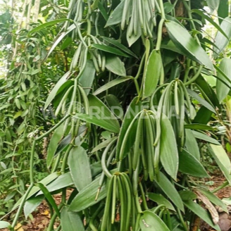 BIBIT VANILLA PLANIFOLIA POLYBAG / BIBIT VANILLA PLANIFOLIA STEK PENDEK / BIBIT VANILLA SIAP TANAM