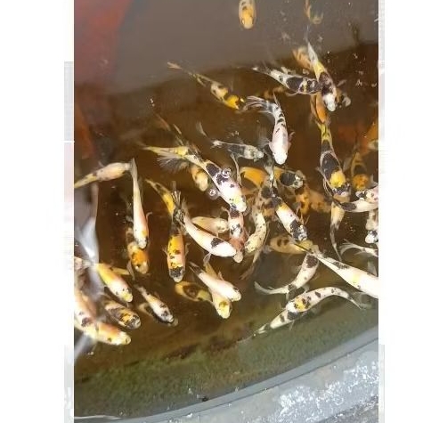 Promo 3 Ekor Female Yellow Koi Copper